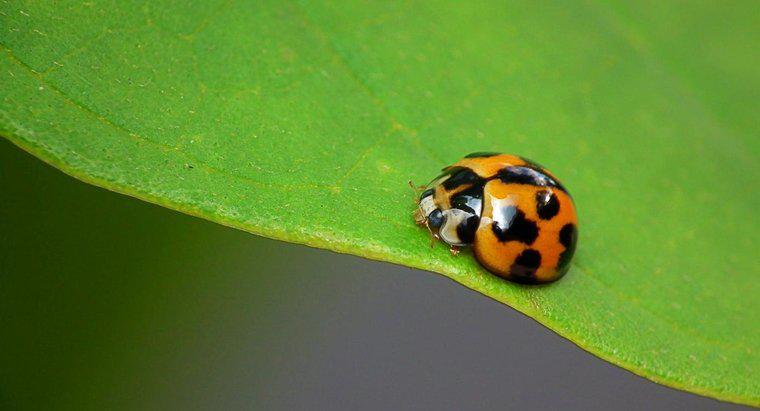 Ce sunt Adaptarea Ladybug?
