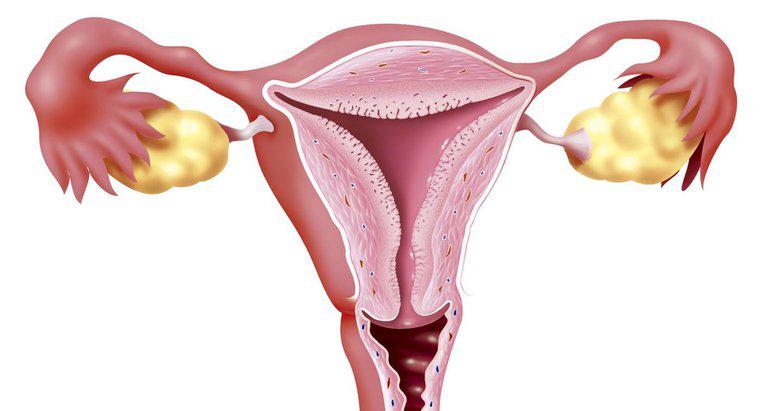 Care este funcția colului uterin?