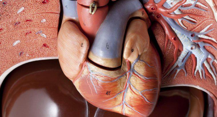 Cât de multe artere sunt în inima omului?