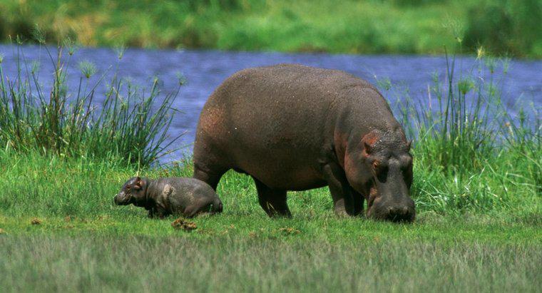 Cât de mare este un hipopot?