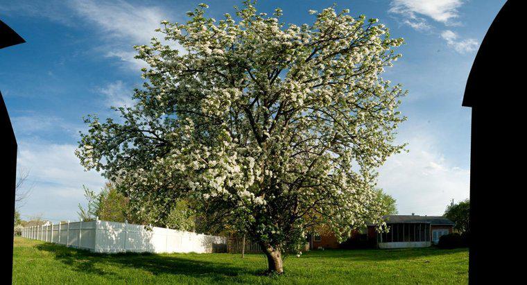 Când este cel mai bun timp pentru a pulveriza copacii de mere?