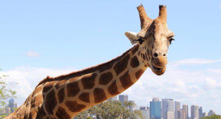 Ce mănâncă girafele în timpul captivității?