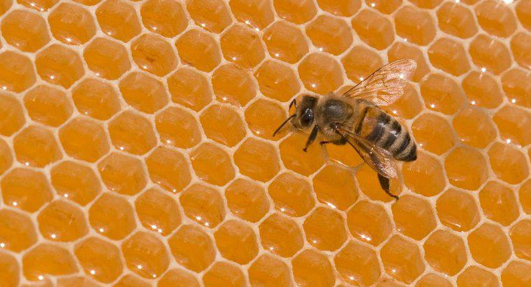 Cât de mult cântărește o albină?