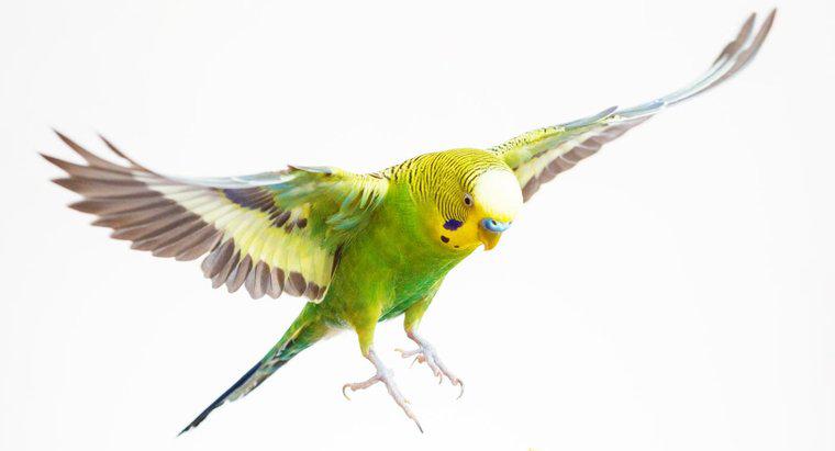Care sunt unele nume drăguțe de parakeet?