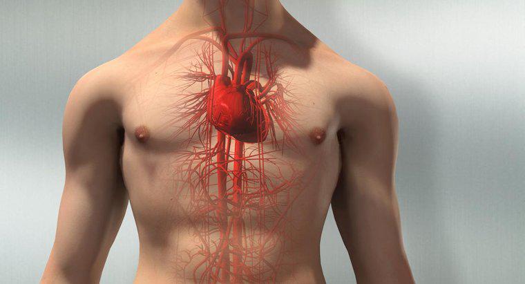 Care este structura sistemului circulator?