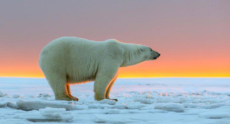 Cat de mari au ursii polari?