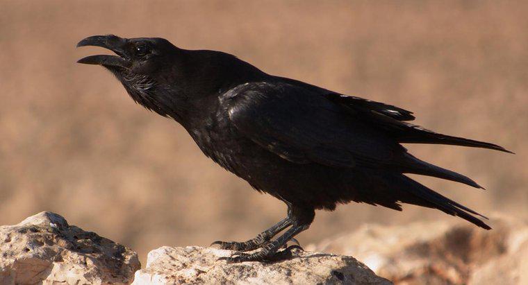 Ce simbolizează Ravenul?