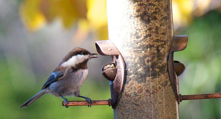 Ce fel de hrană mănâncă păsările?