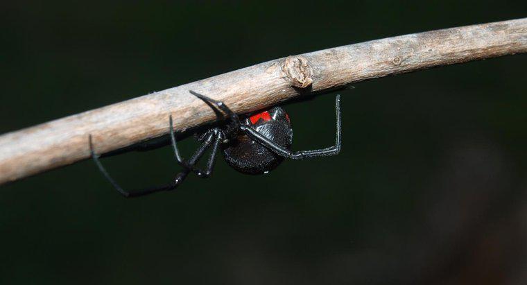 Care sunt cele mai periculoase tipuri de păianjeni?