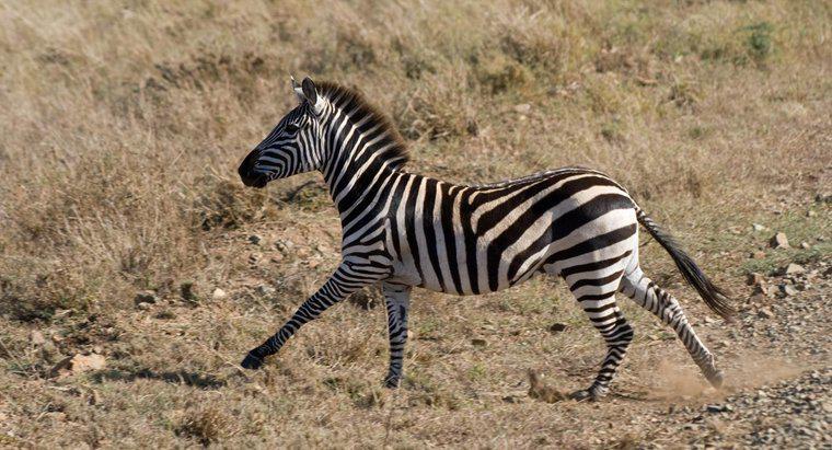 Are o Zebra alerga mai repede decât un cal?