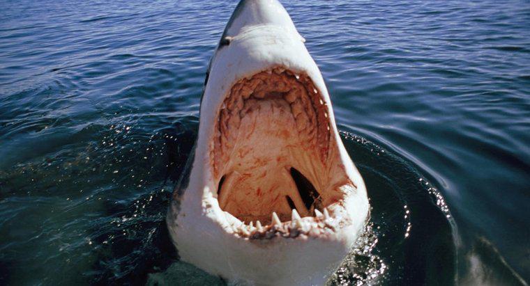 De ce se întâmplă atacuri de mare rechin alb?