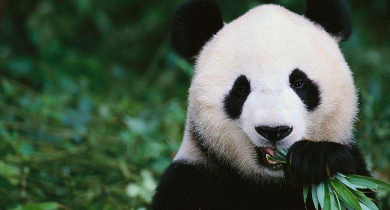 Ce mănâncă Panda?