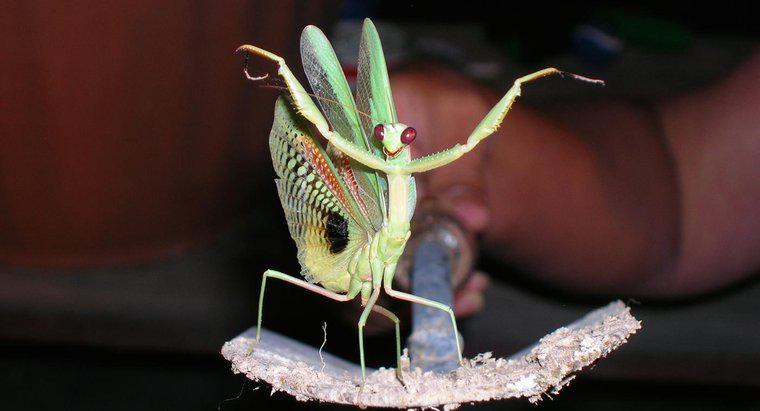 Care este durata de viata a unei Mantis de rugaciune?