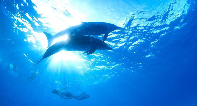 În ce zonă Oceanul trăiesc delfinii?