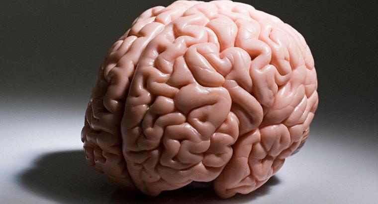 Ce parte a creierului controlează vederea?
