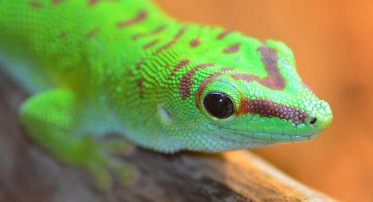 Ce mănâncă geckosul?