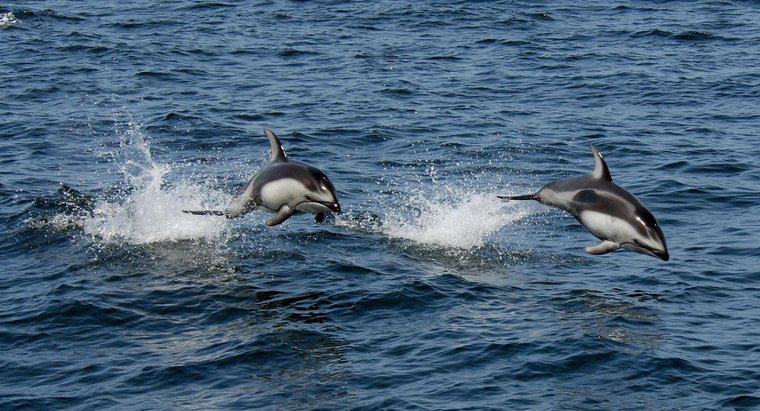 Este delfinul un carnivor, iar Herbivore sau Omnivore?