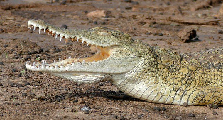 Ce mănâncă crocodilul din Nil?