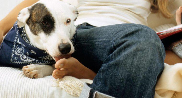 De ce câinii linge picioarele umane?