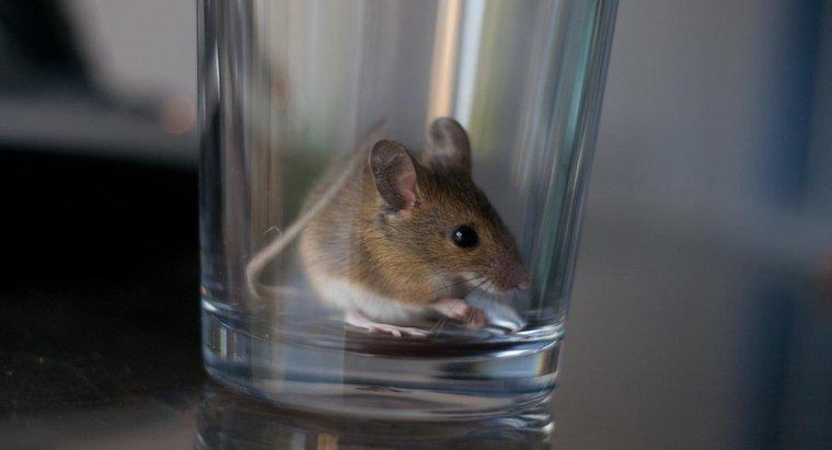 Care sunt unele remedii la domiciliu pentru a ucide șoareci?