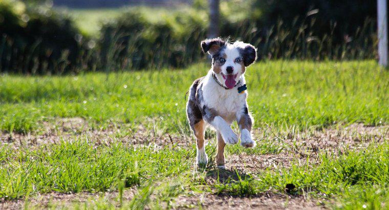 Cât de repede poate un câine să alerge?