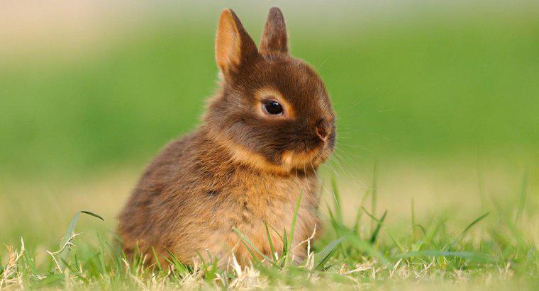 Cât trăiește un iepure pitic olandez?