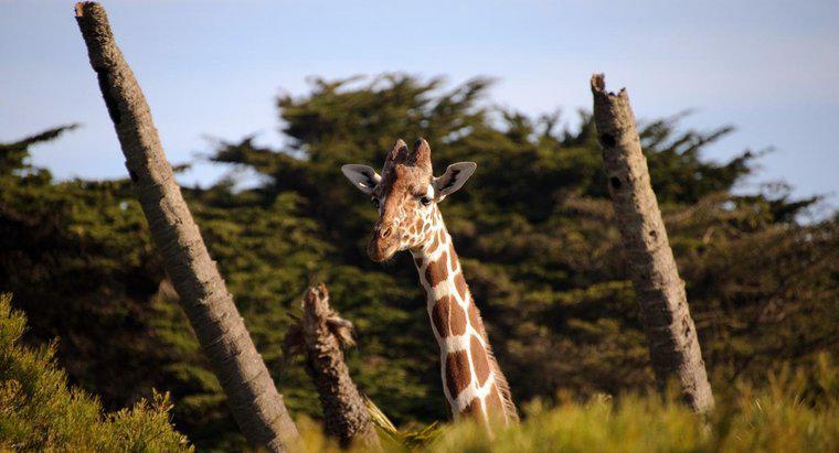 Cât de multe vertebre au o girafă?