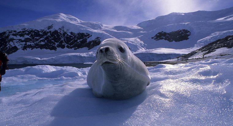 Ce fel de animale trăiesc în Antarctica?