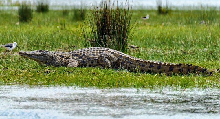 Sunt crocodili mai mari decât aligatorii?