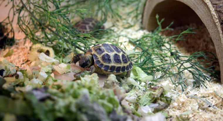 Ce este inclus într-un kit complet de habitaturi de broască țestoasă?