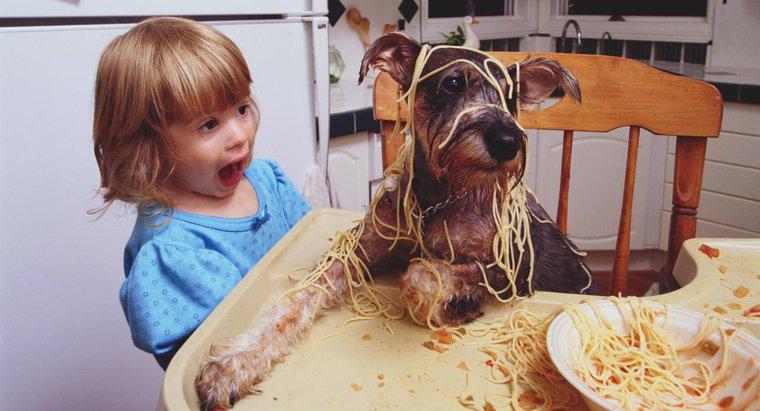 Poate câinii să mănânce paste?