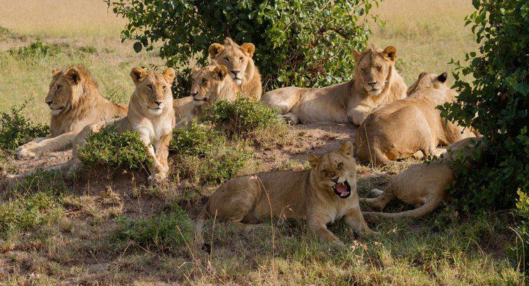 Ce este numit un grup de lei?