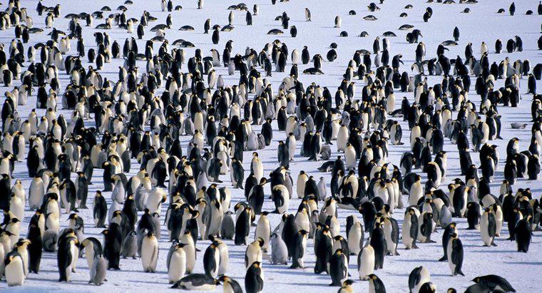 Unde trăiesc pinguinii?