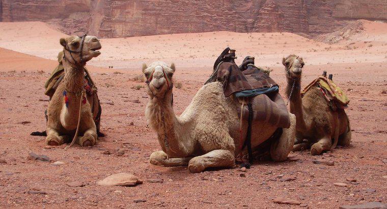 Cât timp trăiesc camelile?