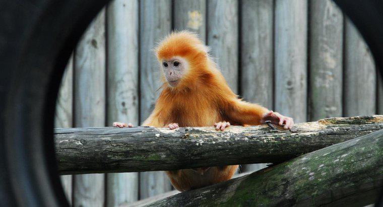 Ce este o maimuță pentru bebeluși?