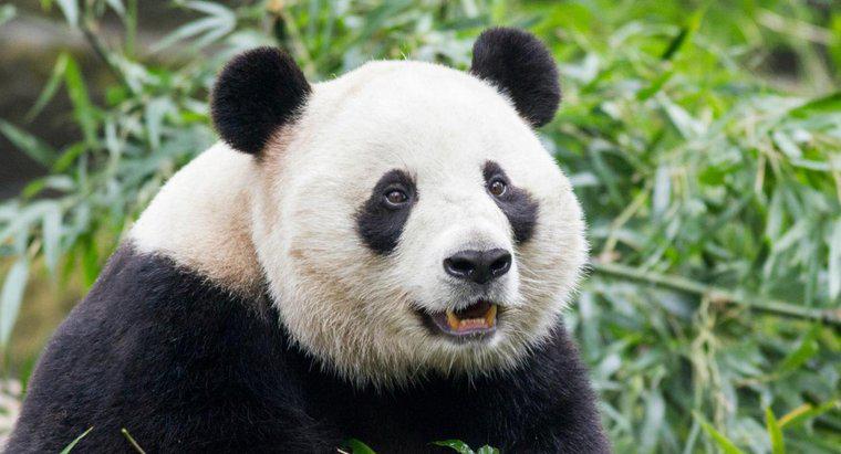 Ce sunt niște dușmani ai Panda gigant?