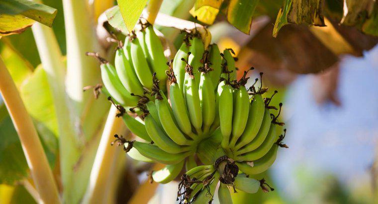 Cum reproduc bananele?