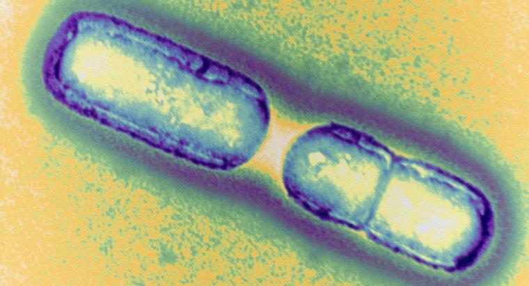 Cum se multiplică bacteriile?