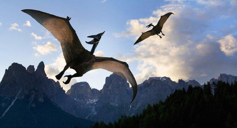 Care este aripile unui Pterodactyl?