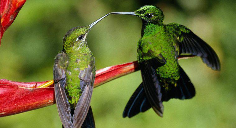 Cum reproduc Hummingbirds?