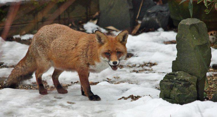 Foxes mănâncă iepurii?