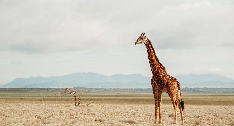 Care este habitatul natural al girafei?