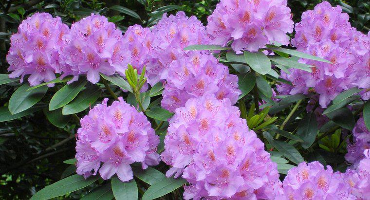 Poți să prundă Rhododendronii în toamnă?