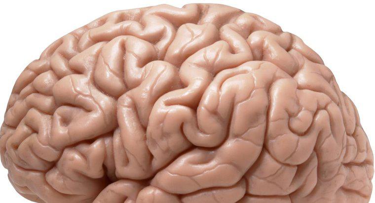 Este partea dreaptă a creierului cea mai importantă parte?
