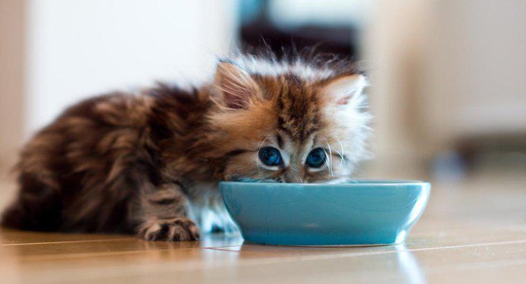 Cât timp poate o pisică să trăiască fără hrană?