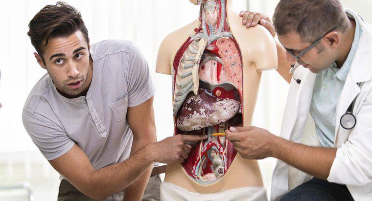 Ce organe sunt aproape de splină într-un om?