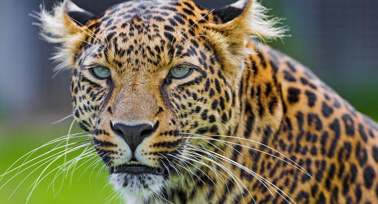 Care este diferența dintre un ghepard și un leopard?