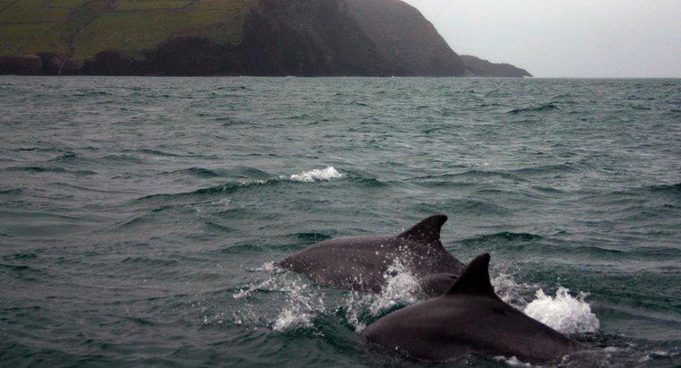 Pot să înot cu delfinii în Irlanda?
