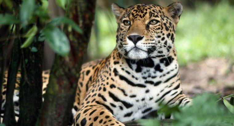Cum se protejează un Jaguar?