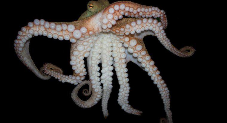 De ce au octopuses opt picioare?